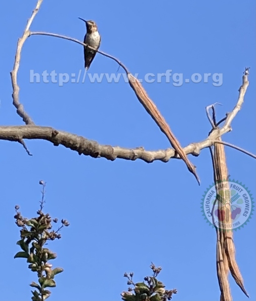 21 Moringa Tree seed pods with Hummingbird .jpg