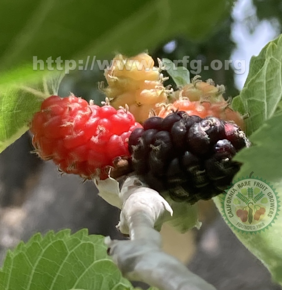 22 Black Beauty Mulberry fruit on grafted branch.jpg