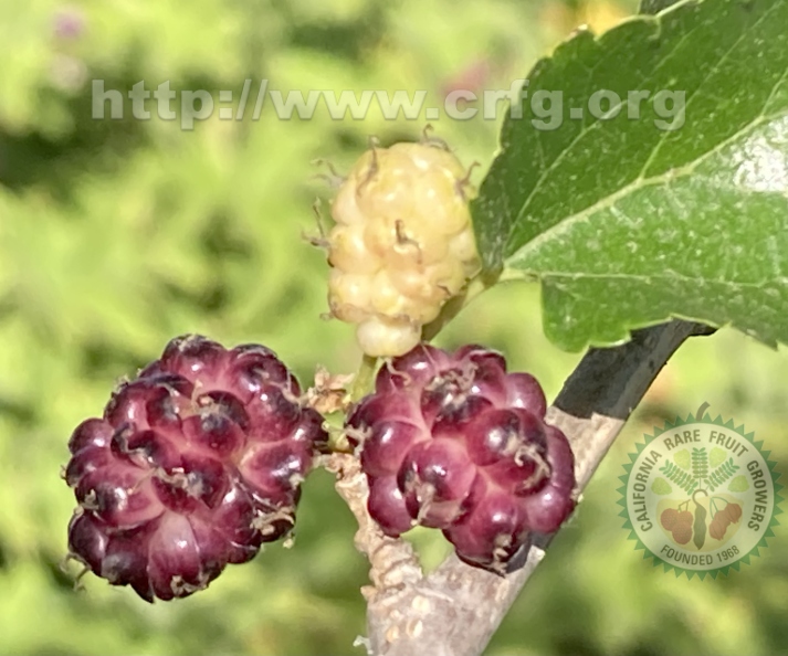 26 Black Oikos Mulberries (3).jpg