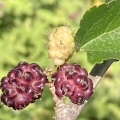 26 Black Oikos Mulberries (3).jpg