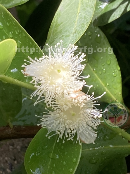 28 Lemon Guava blossoms (2, with water droplets on leaves).jpg