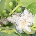 29 Lemon Guava buds and blossoms.jpg