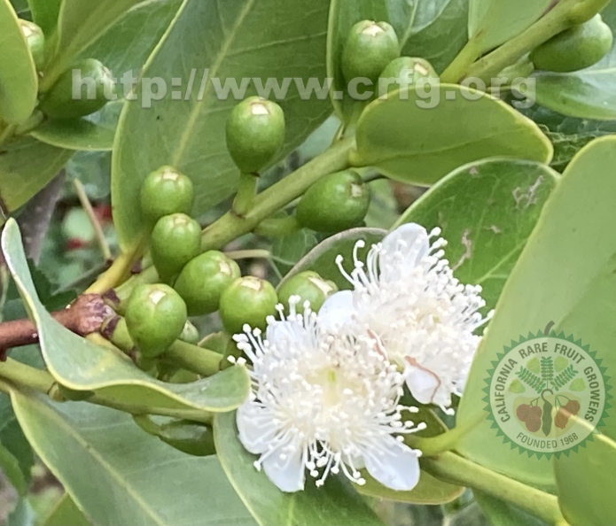 30 Lemon Guava - 13 buds and 2 blossoms.jpg