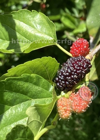 31 Everbearing Mulberries (4).jpg