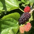 31 Everbearing Mulberries (4).jpg