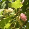 33 Black Oikos Mulberries (6, one pink).jpg