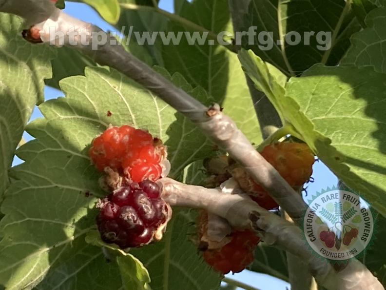 34 Black Beauty Mulberries – small, ripening on recent graft.jpg