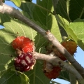 34 Black Beauty Mulberries – small, ripening on recent graft.jpg