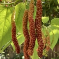 41 Himalayan Mulberries by the bunch.jpg