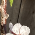 42 Cot-N-Candy Aprium blossom.jpg