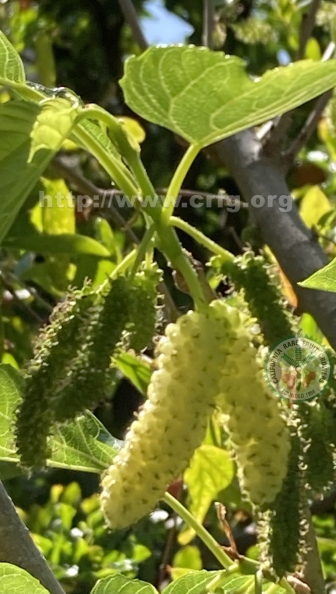 43 White Pakistan Mulberries.jpg