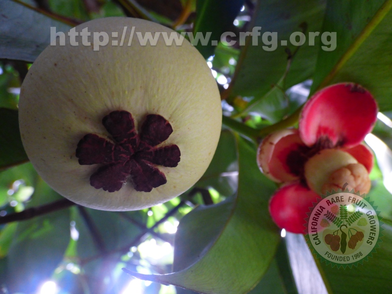 Mangosteen and mangosteen flower 