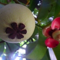 Mangosteen and mangosteen flower 
