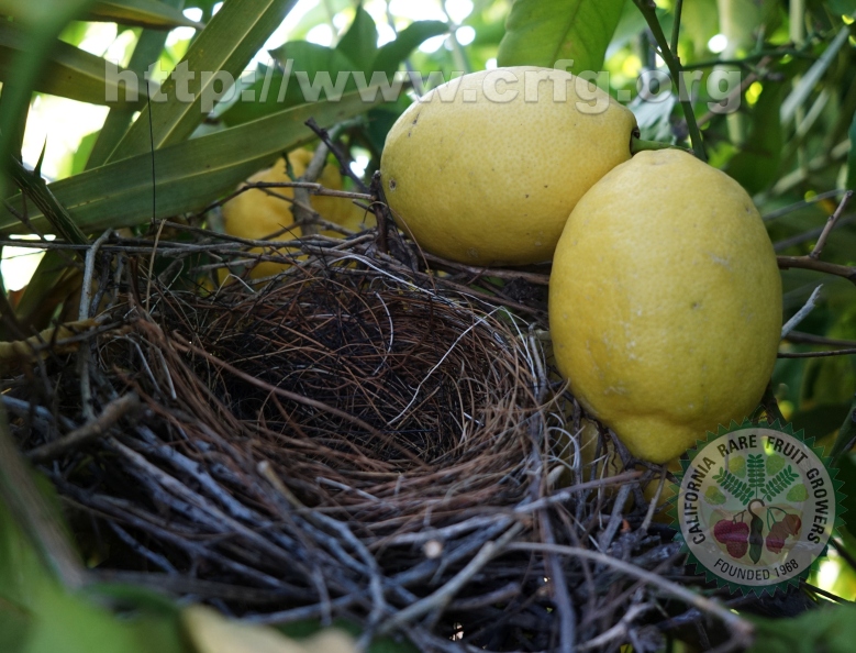 Birds nest among lemons