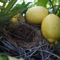 Birds nest among lemons