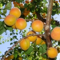 Blenheim apricots