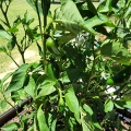 Jalapeno Pepper in the Texas Sun