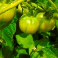 K Cross Green Tomato 2022.jpg
