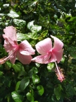 Pink Twin Flowers