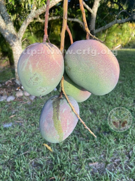 Majestic Mangoes