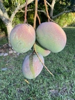 Majestic Mangoes