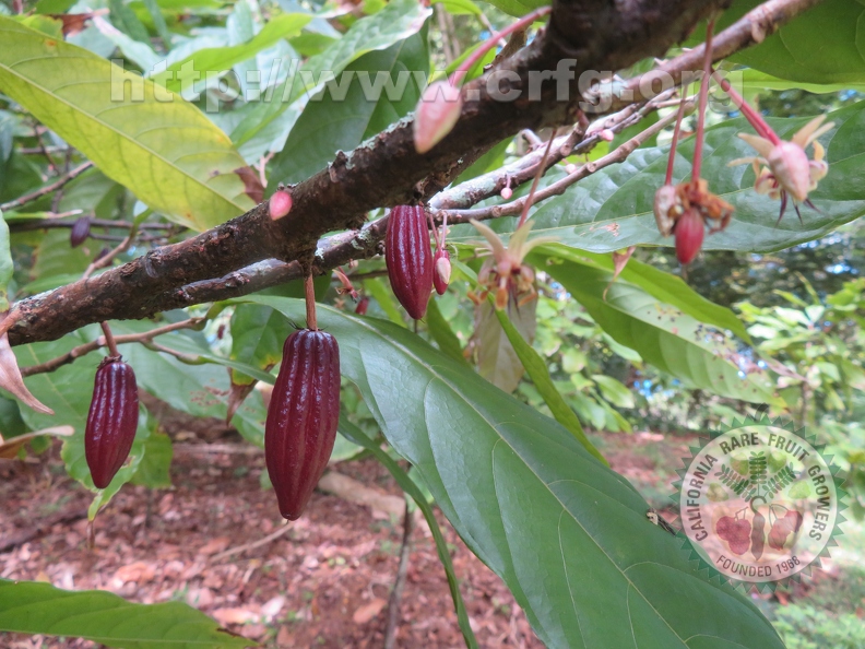 Cacao Fruit forming on tree