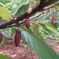 Cacao Fruit forming on tree