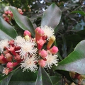 Clove flowers and fruit