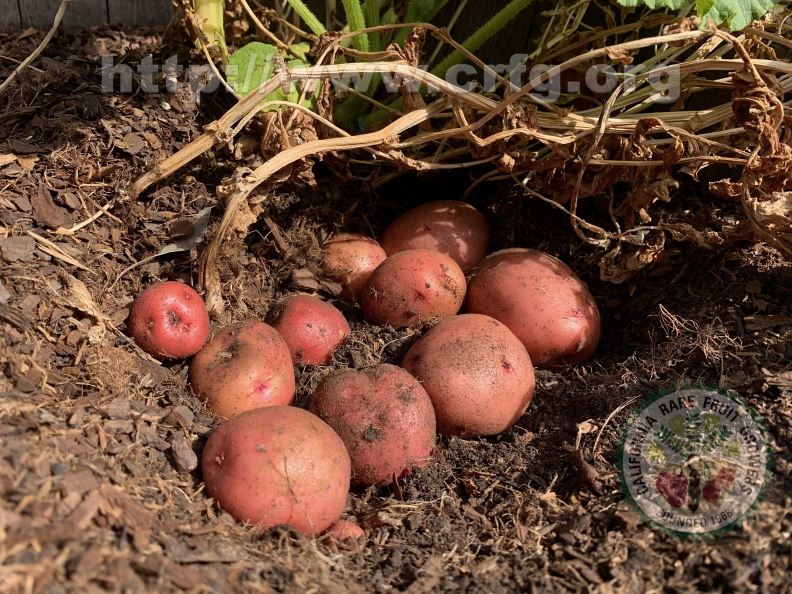 Red Potato Harvest