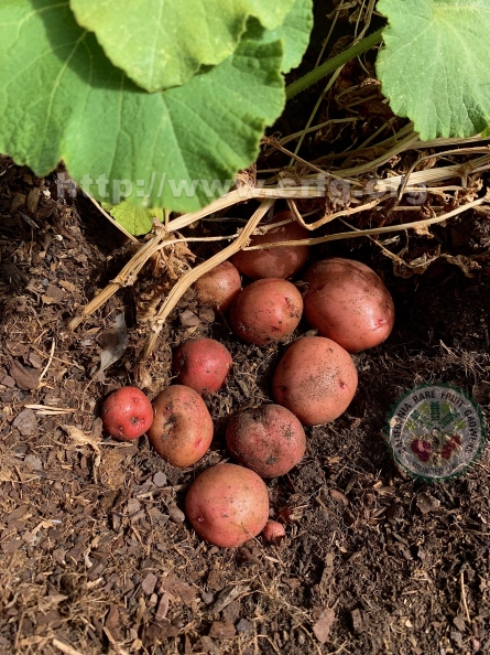 Red Potato Harvest