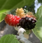 2nd Place: Black Beauty Mulberry fruit on grafted branch Linda K. Williams San Diego, CA