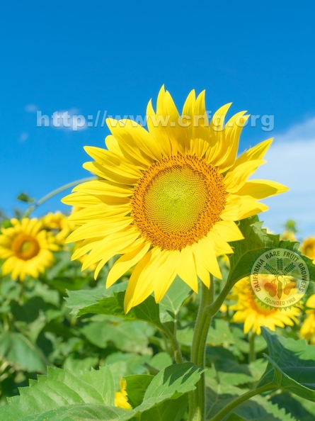 X04_Sunflower.jpg