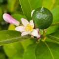 Meyer lime plant with  flowers and fruit
