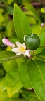 Meyer lime plant with  flowers and fruit