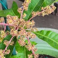 Himsagar Mango flowers