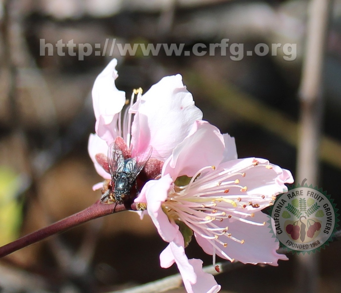 Orchard Bee on Santa Rosa Plum Blossom