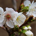Spring Apple blossoms