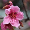 Double Delight Nectarine Blossom