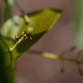 Avocado images