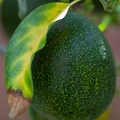 Avocado images