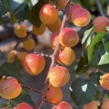 Apricot (Deino variety)