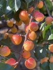 Apricot (Deino variety)