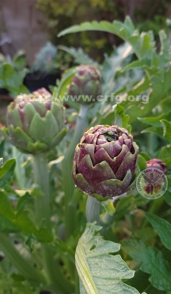 Purple Artichokes