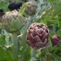 Purple Artichokes