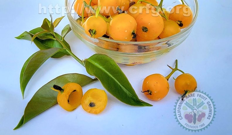 Barbados Gooseberries (Pereskia aculeata)