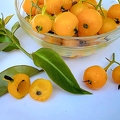 Barbados Gooseberries (Pereskia aculeata)