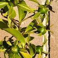 Barbados Gooseberries (Pereskia aculeata)