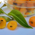 Barbados Gooseberries (Pereskia aculeata)