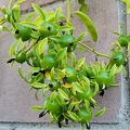 Barbados Gooseberries (Pereskia aculeata)