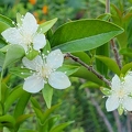 Eugenia Blossoms